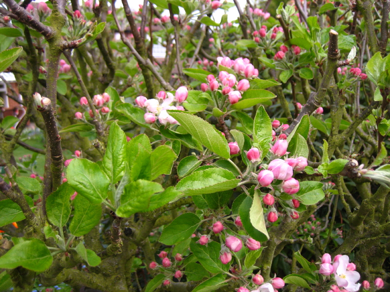 apple blossom