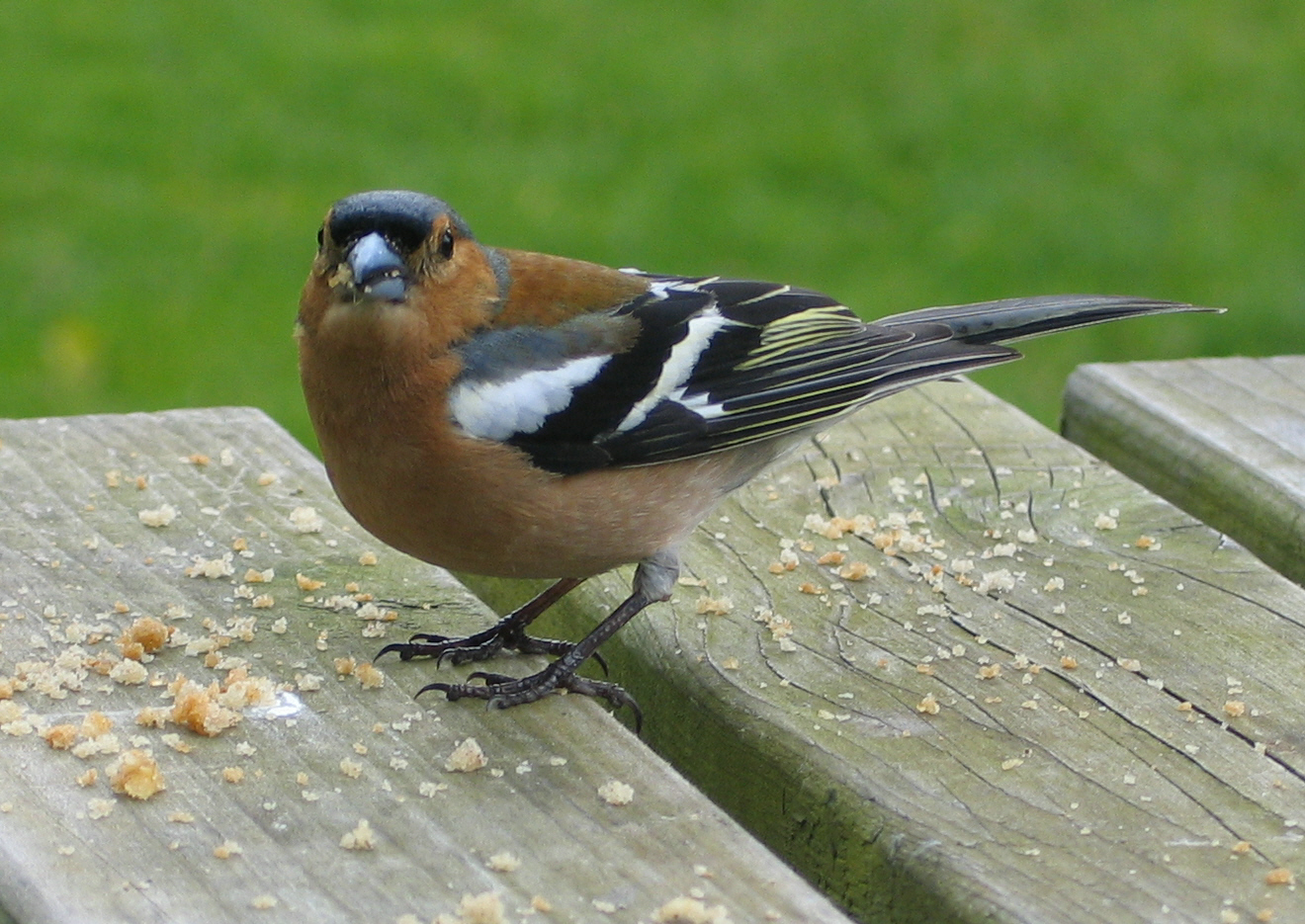 Chaffinch