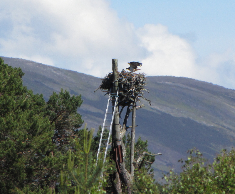 osprey