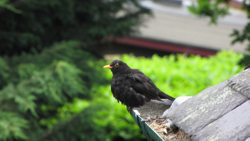 blackbird