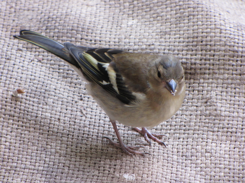 chaffinch