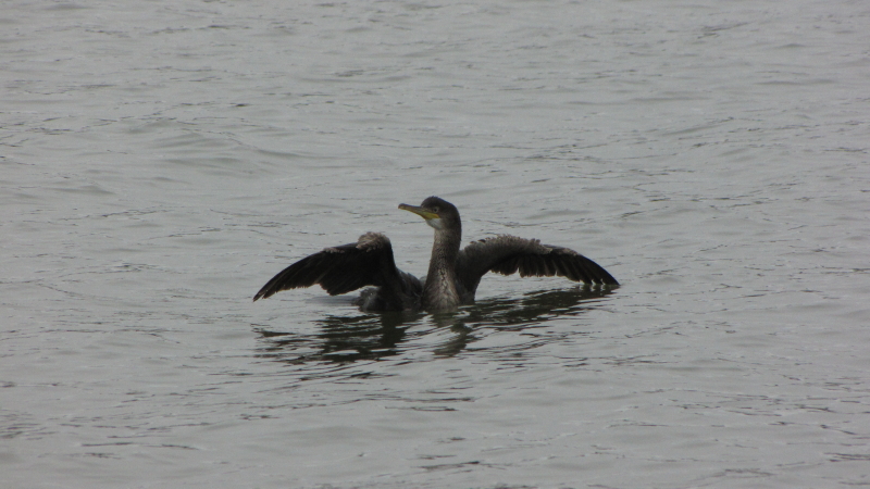 cormorant