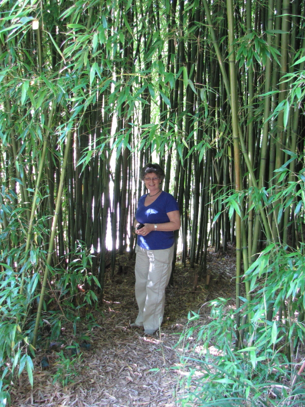 bamboo